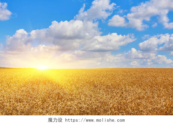 背景为蓝天的金色麦田二十四节气24节气芒种